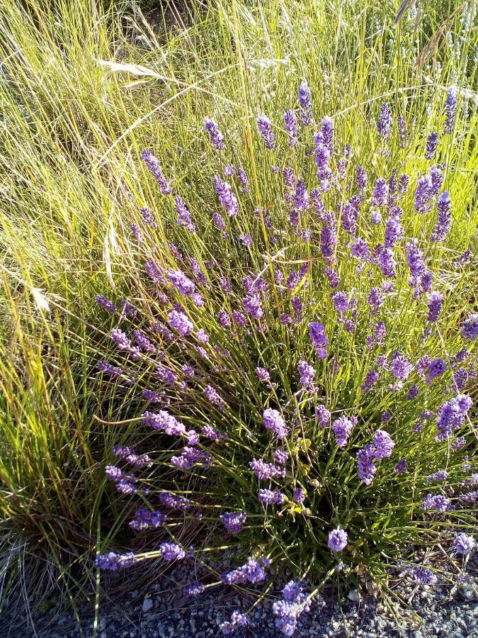 Gite La Fleur d'Olivier Nyons Eksteriør billede